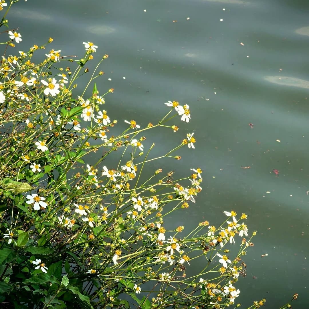 湖边的花