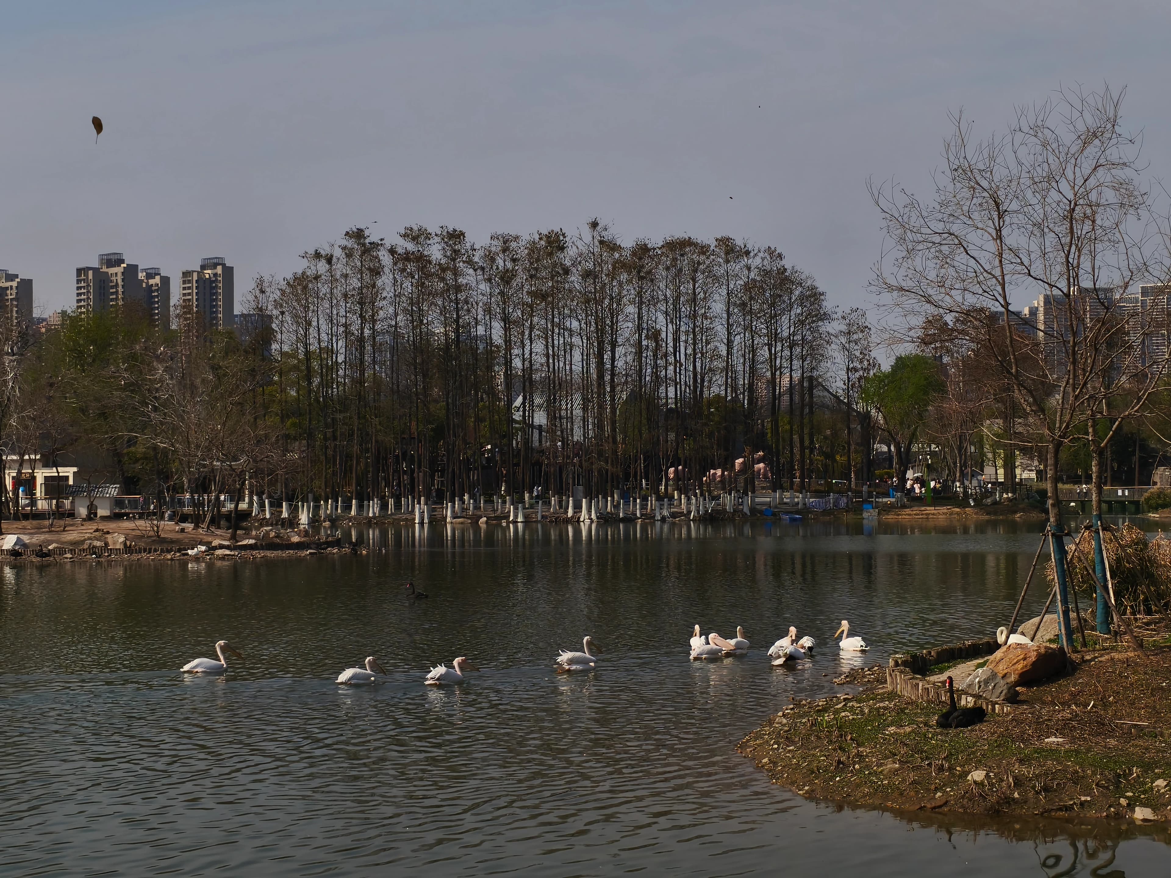 动物园湖景