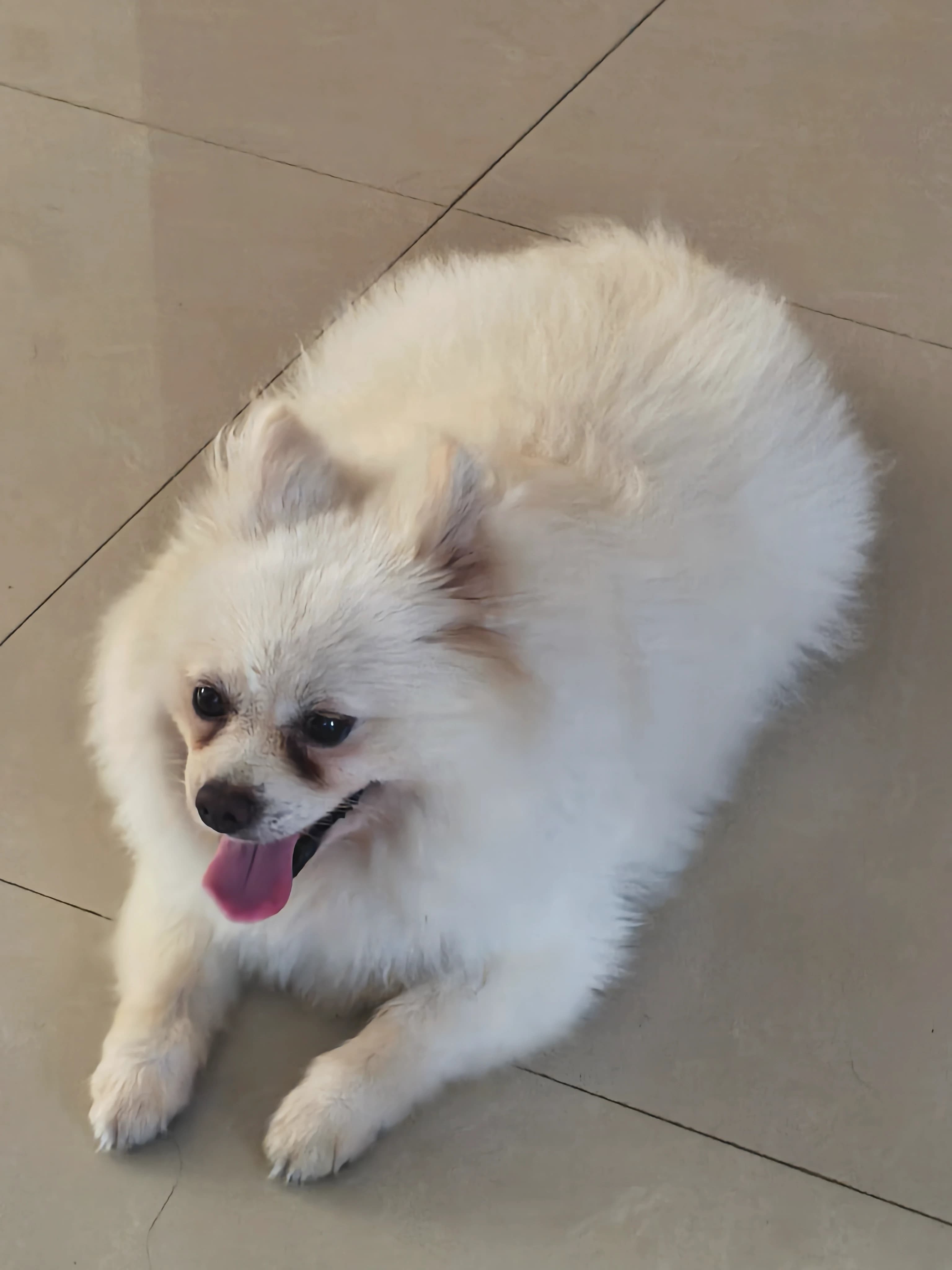 狗
