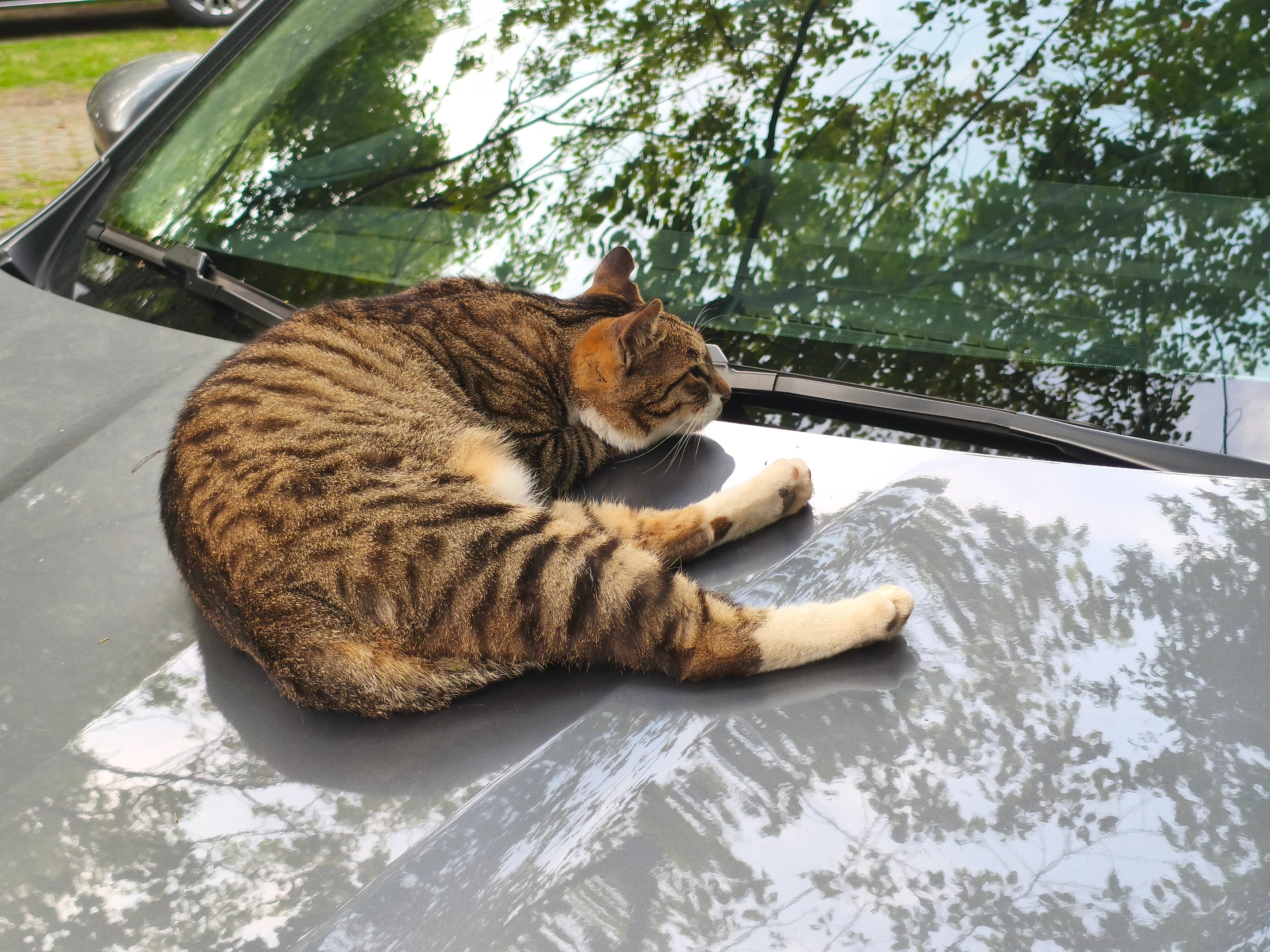 睡觉的猫